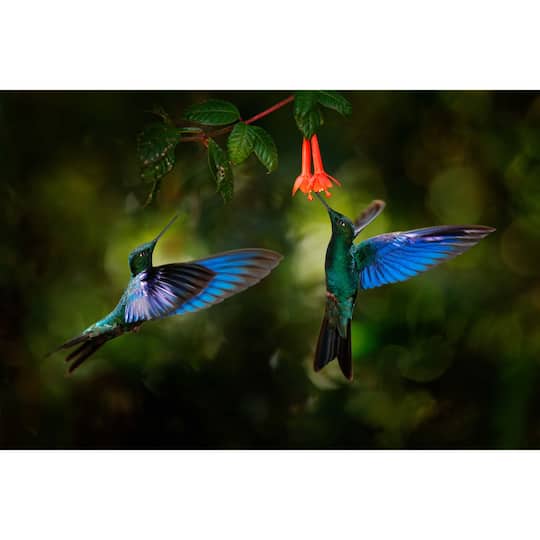 Sparkly Selections Hummingbirds Diamond Painting Kit, Round Diamonds